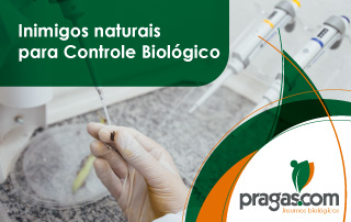 Como são descobertos os inimigos naturais para Controle Biológico?