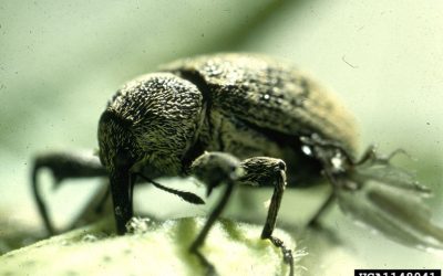 Guia Rápido #1: Anthonomus grandis (Bicudo-do-algodoeiro), novidade no portfólio da Pragas.com.