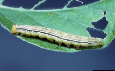 Guia Rápido #3: Anticarsia gemmatalis – A desfolhadora mais comum na soja no Brasil.