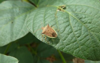 Guia Rápido #4: Saiba mais sobre o Percevejo-Barriga-Verde: Dichelops spp.