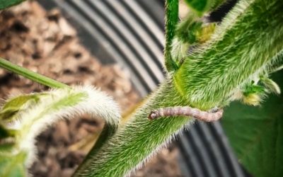 Guia Rápido #5: Conheça a Lagarta Elasmo (Elasmopalpus lignosellus), praga subterrânea que ataca o colo das plantas.