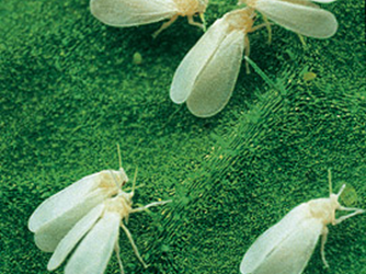 Guia Rápido #7: Mosca-branca (Bemisia tabaci) – Um dos insetos-praga mais importantes na agricultura mundial.