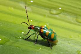 Guia Rápido #8: Diabrotica speciosa, a Vaquinha verde amarela.
