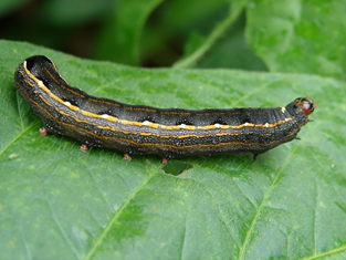 Guia Rápido #9: Spodoptera cosmioides: Saiba mais sobre a Lagarta-das-vagens.