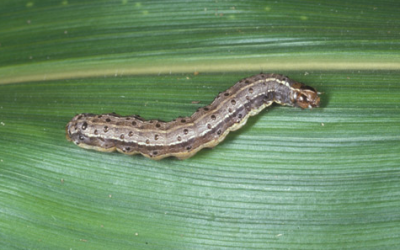 Guia Rápido #6: Spodoptera frugiperda, a mais importante Spodoptera em milho.