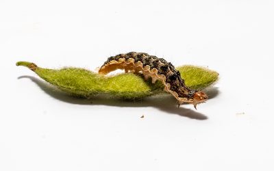 Guia Rápido #12: Helicoverpa armigera, praga que causa perdas mundiais bilionárias de produção.