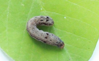 Guia Rápido #11: Spodoptera eridania.