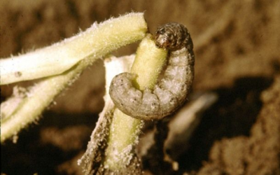 Guia Rápido #15: Agrotis ipsilon, a Lagarta-rosca.