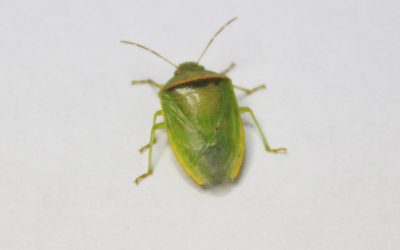 Guia Rápido #14: Percevejo-Verde-Pequeno, o percevejo que causa os danos mais severos na soja.