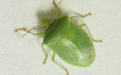 Guia Rápido #17:  Nezara viridula
