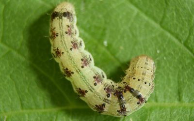 Guia Rápido #18: Chloridea virescens – Uma das pragas mais severas do algodoeiro