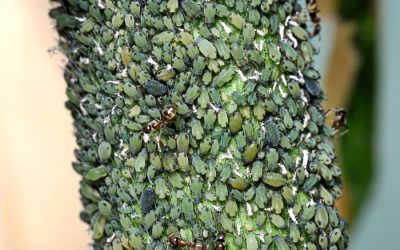 Guia rápido #20: Você conhece o Pulgão do Milho (Rhopalosiphum maidis)?