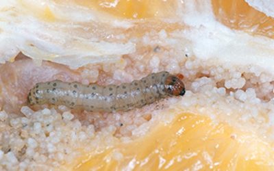 Guia rápido #23: Bicho Furão do Citros (Ecdytolopha aurantiana)