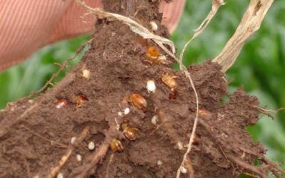 Guia rápido #27: Scaptocoris castanea.
