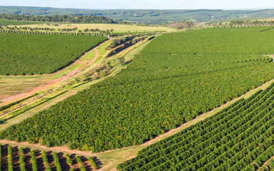 Conheça os principais tipos de agricultura praticadas no Brasil.