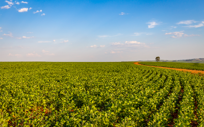 Período de menor incidência de pragas pode aumentar o rendimento dos campos em até 90%.