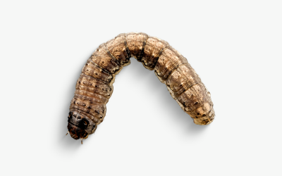 Conheça a espécie Lagarta-rosca (Agrotis ipsilon).